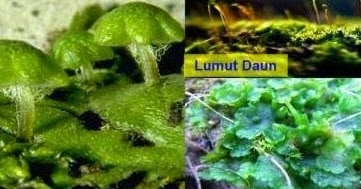 Detail Gambar Macam Lumut Nomer 14