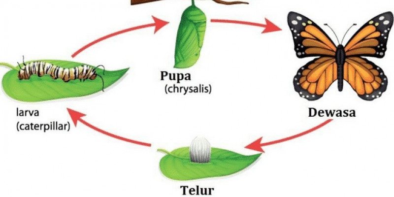 Detail Gambar Macam Macam Binatang Serangga Nomer 21