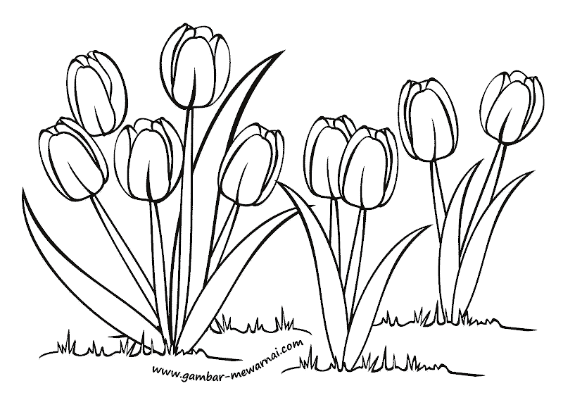 Detail Gambar Macam Macam Bunga Untuk Diwarnai Nomer 7