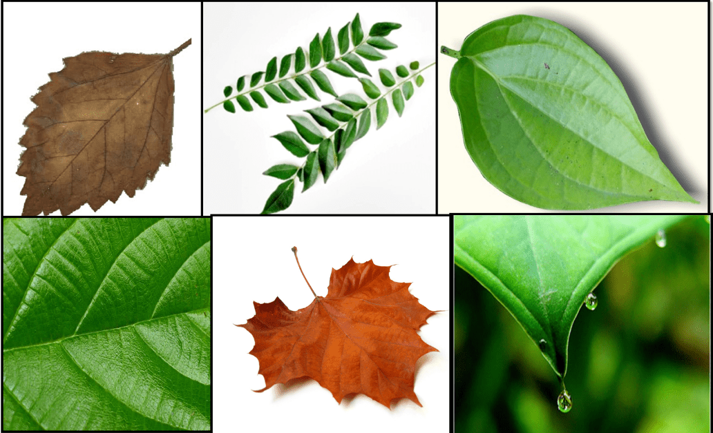 Gambar Macam Macam Daun - KibrisPDR