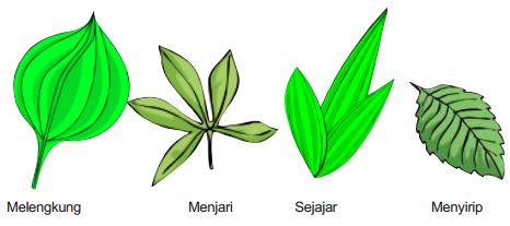 Detail Gambar Macam Macam Daun Nomer 2
