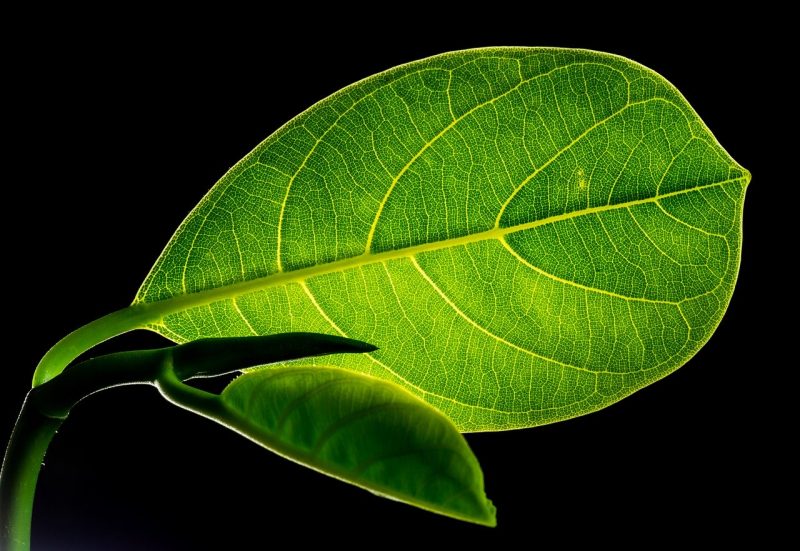 Detail Gambar Macam Macam Daun Nomer 11