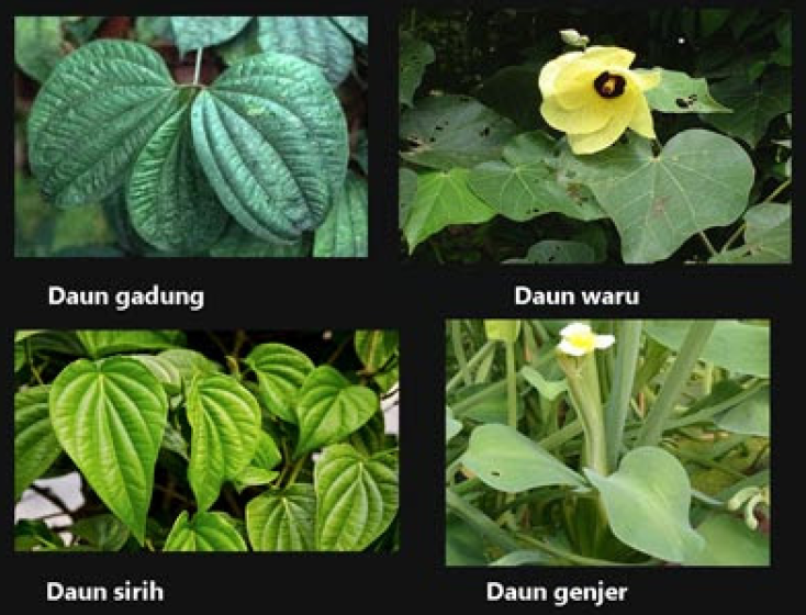 Detail Gambar Macam Macam Daun Nomer 13