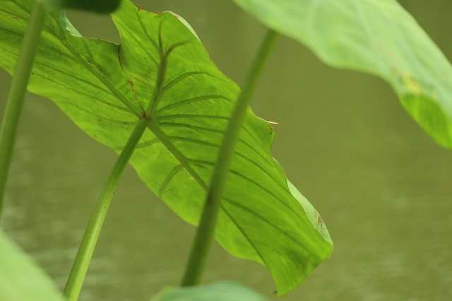 Detail Gambar Macam Macam Daun Nomer 14