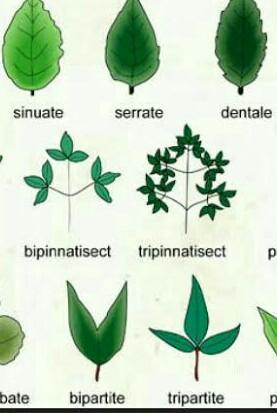 Detail Gambar Macam Macam Daun Nomer 17