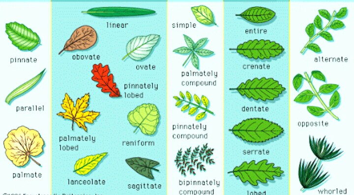 Detail Gambar Macam Macam Daun Nomer 18