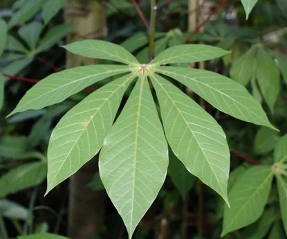 Detail Gambar Macam Macam Daun Nomer 19