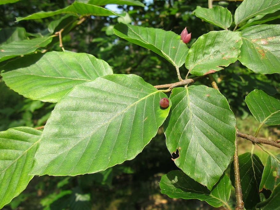 Detail Gambar Macam Macam Daun Nomer 20