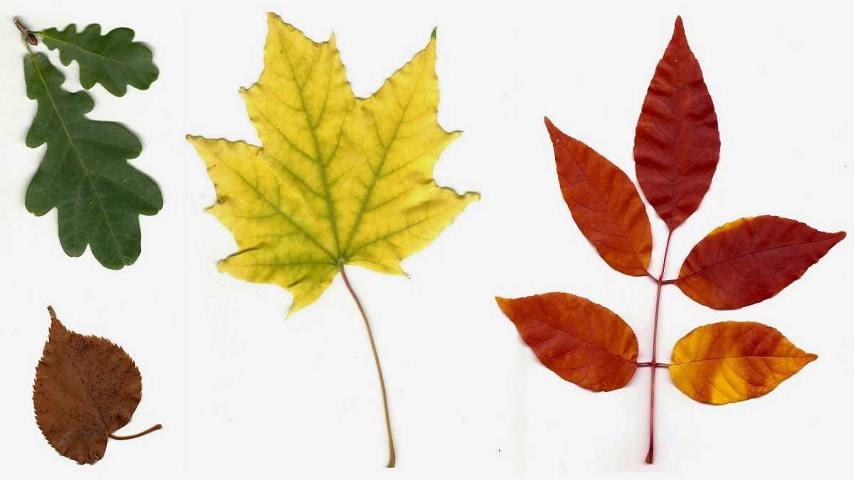 Detail Gambar Macam Macam Daun Nomer 23