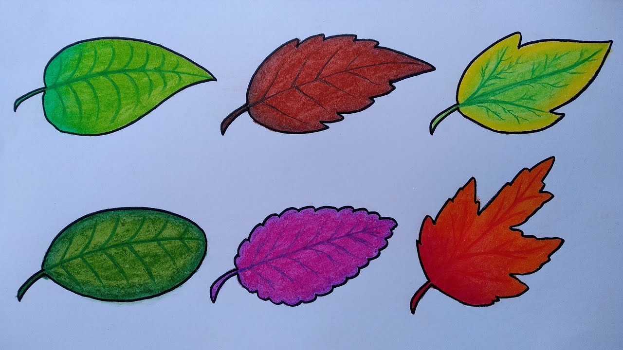 Detail Gambar Macam Macam Daun Nomer 24