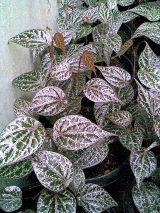 Detail Gambar Macam Macam Daun Nomer 25