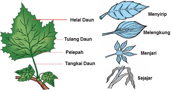Detail Gambar Macam Macam Daun Nomer 3