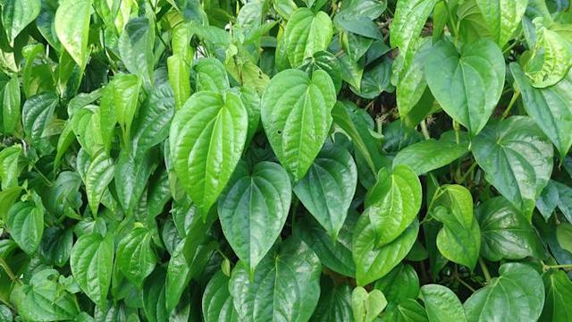 Detail Gambar Macam Macam Daun Nomer 27