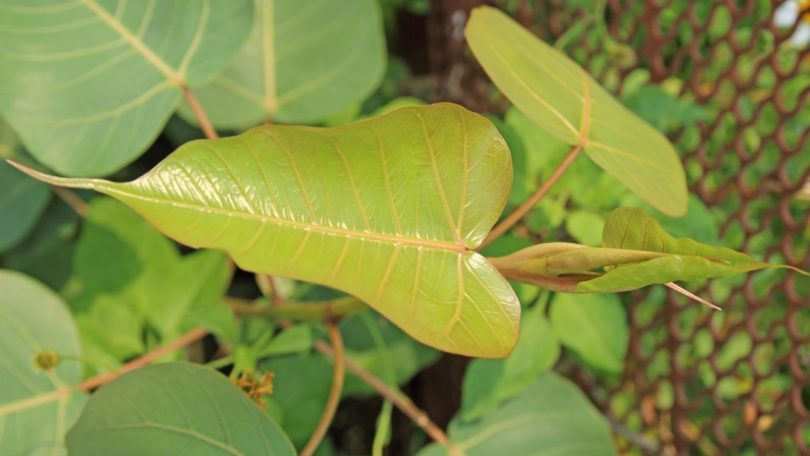 Detail Gambar Macam Macam Daun Nomer 30