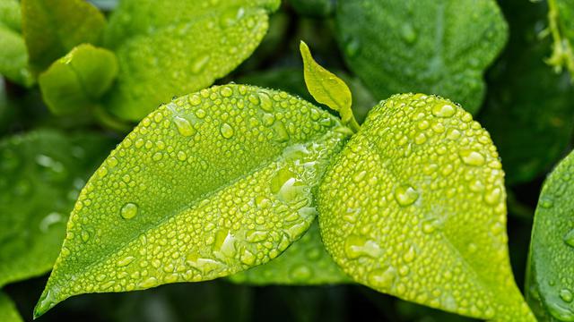 Detail Gambar Macam Macam Daun Nomer 31
