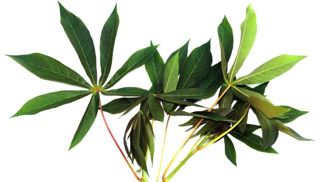 Detail Gambar Macam Macam Daun Nomer 34