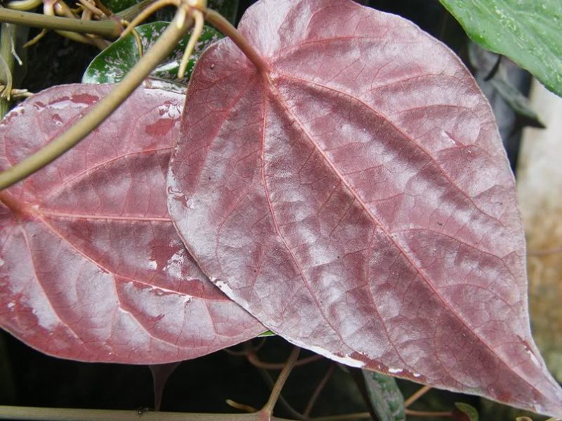 Detail Gambar Macam Macam Daun Nomer 35