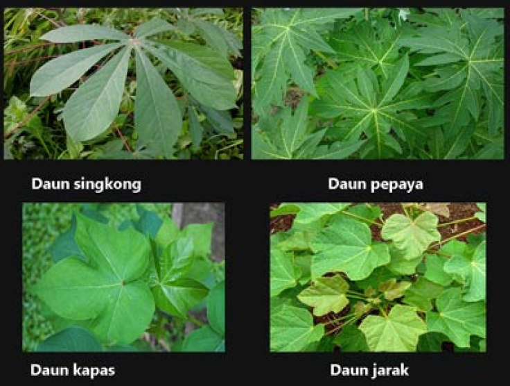 Detail Gambar Macam Macam Daun Nomer 4