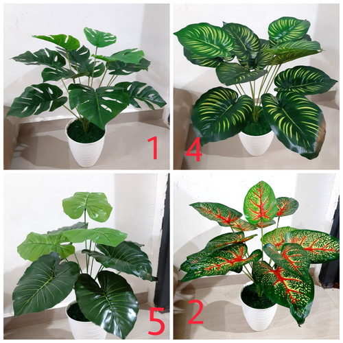 Detail Gambar Macam Macam Daun Nomer 37