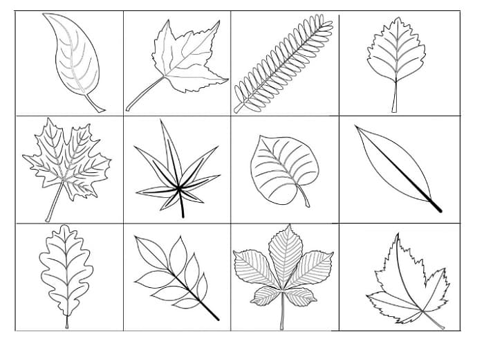 Detail Gambar Macam Macam Daun Nomer 38