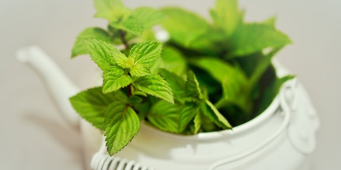 Detail Gambar Macam Macam Daun Nomer 39