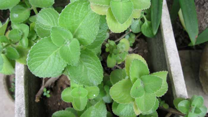 Detail Gambar Macam Macam Daun Nomer 40