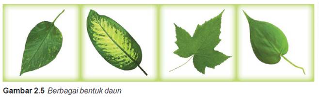 Detail Gambar Macam Macam Daun Nomer 42