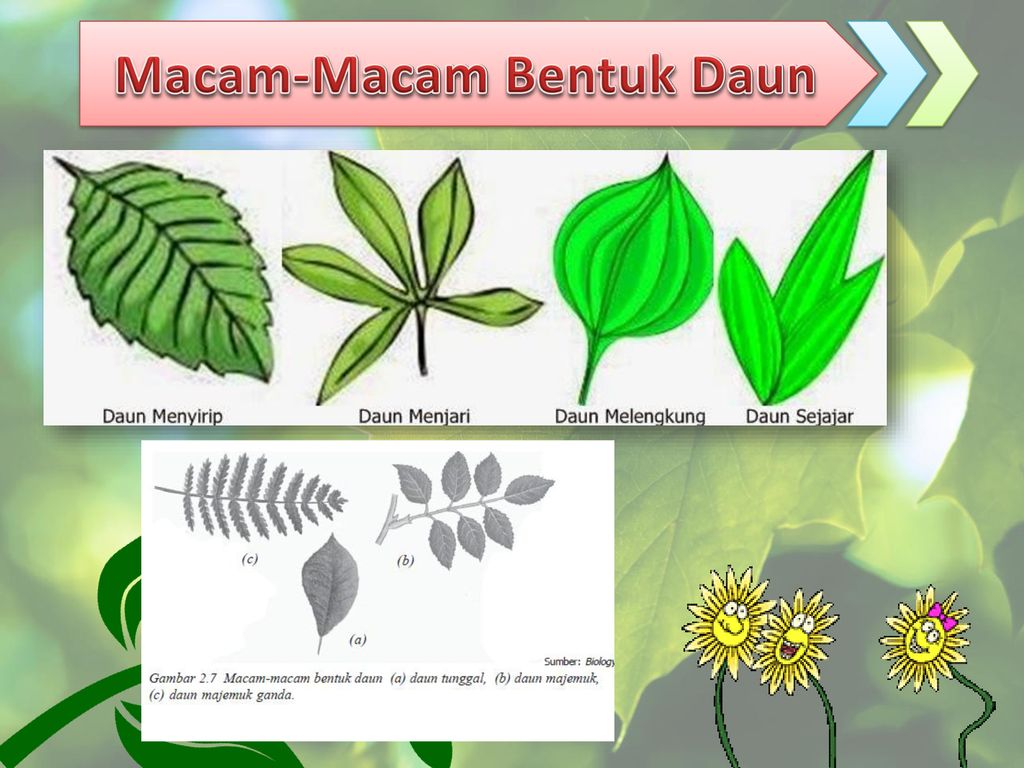 Detail Gambar Macam Macam Daun Nomer 43