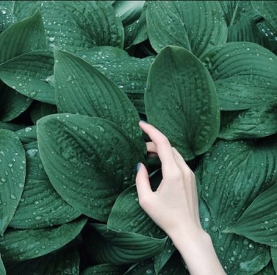 Detail Gambar Macam Macam Daun Nomer 44