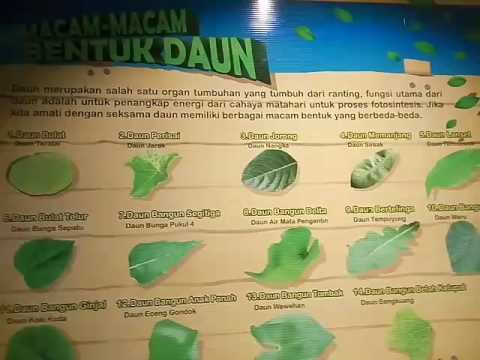 Detail Gambar Macam Macam Daun Nomer 45