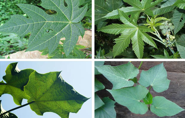 Detail Gambar Macam Macam Daun Nomer 46
