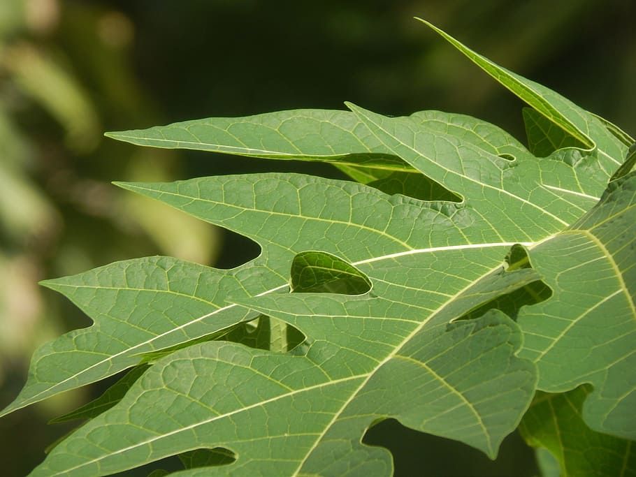 Detail Gambar Macam Macam Daun Nomer 48