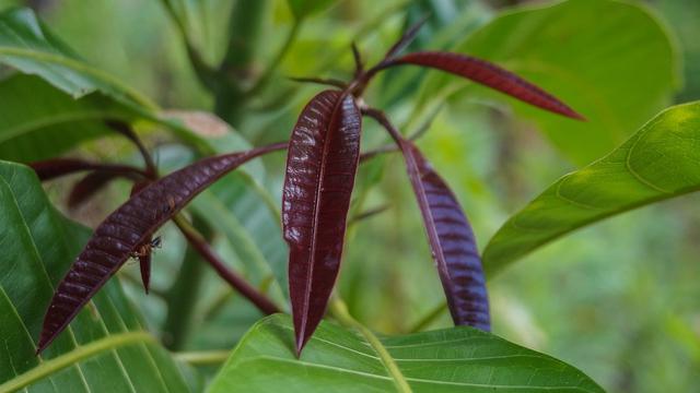 Detail Gambar Macam Macam Daun Nomer 49