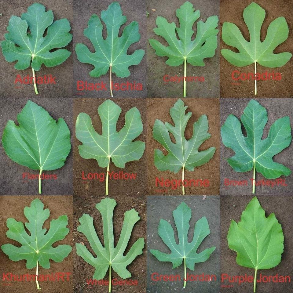 Detail Gambar Macam Macam Daun Nomer 50