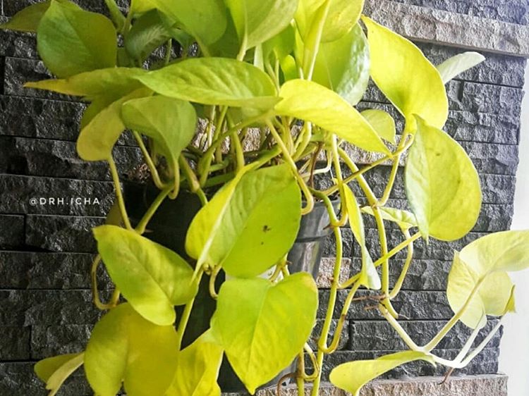 Detail Gambar Macam Macam Daun Nomer 51