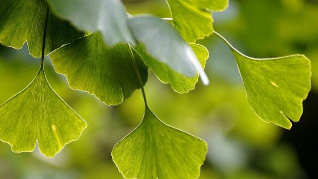 Detail Gambar Macam Macam Daun Nomer 52