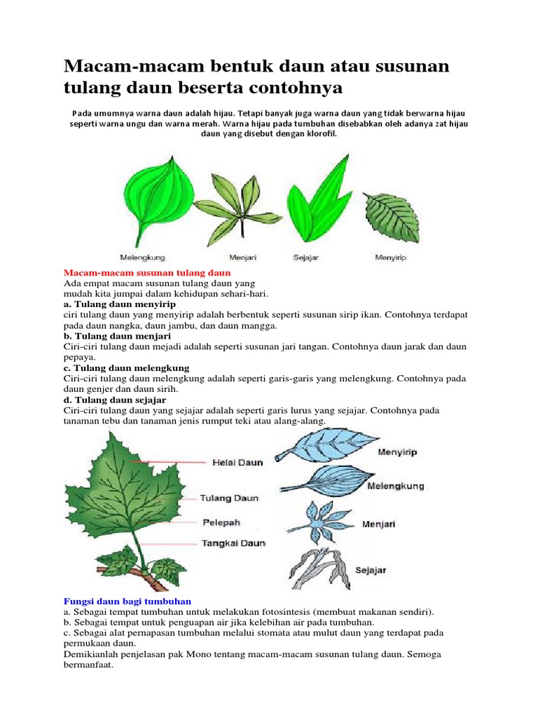 Detail Gambar Macam Macam Daun Nomer 53