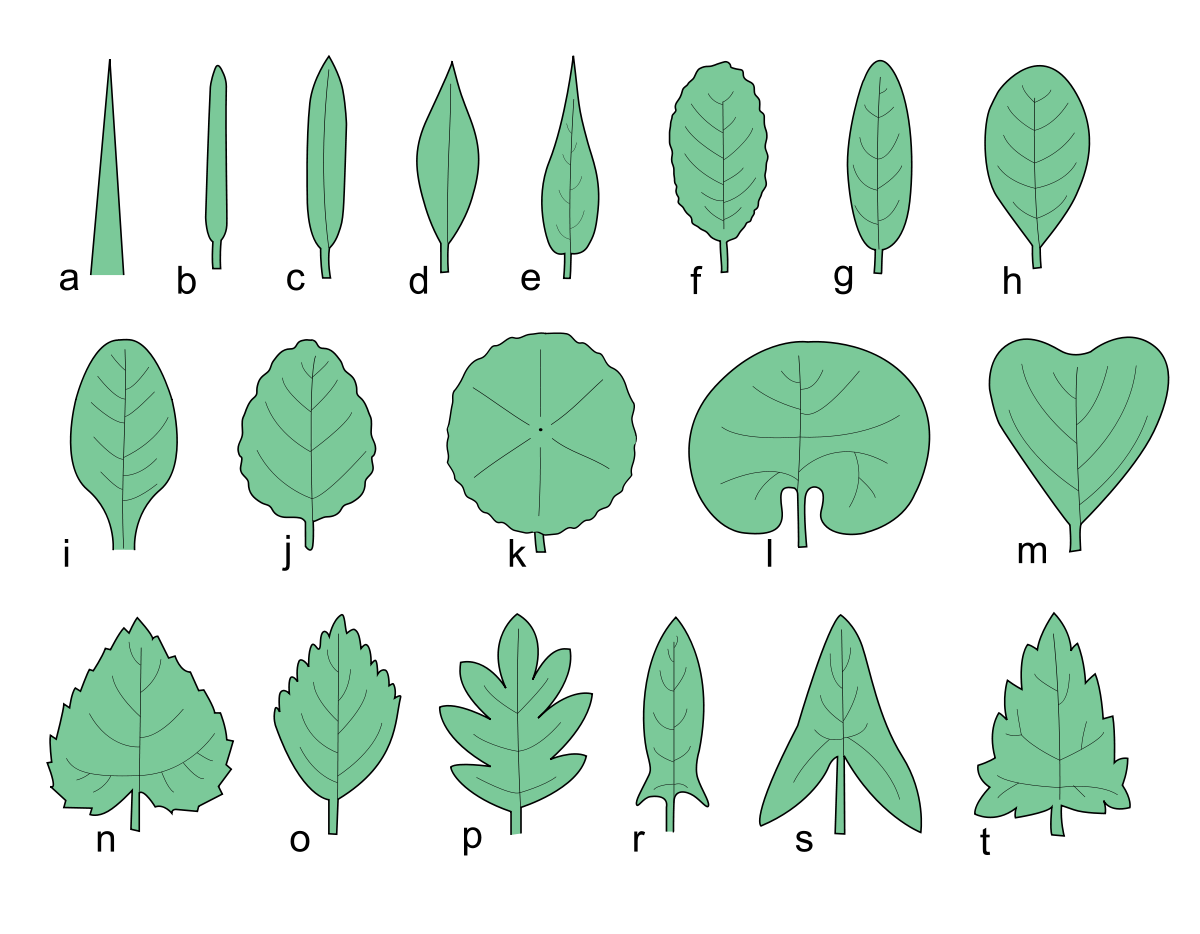 Detail Gambar Macam Macam Daun Nomer 6