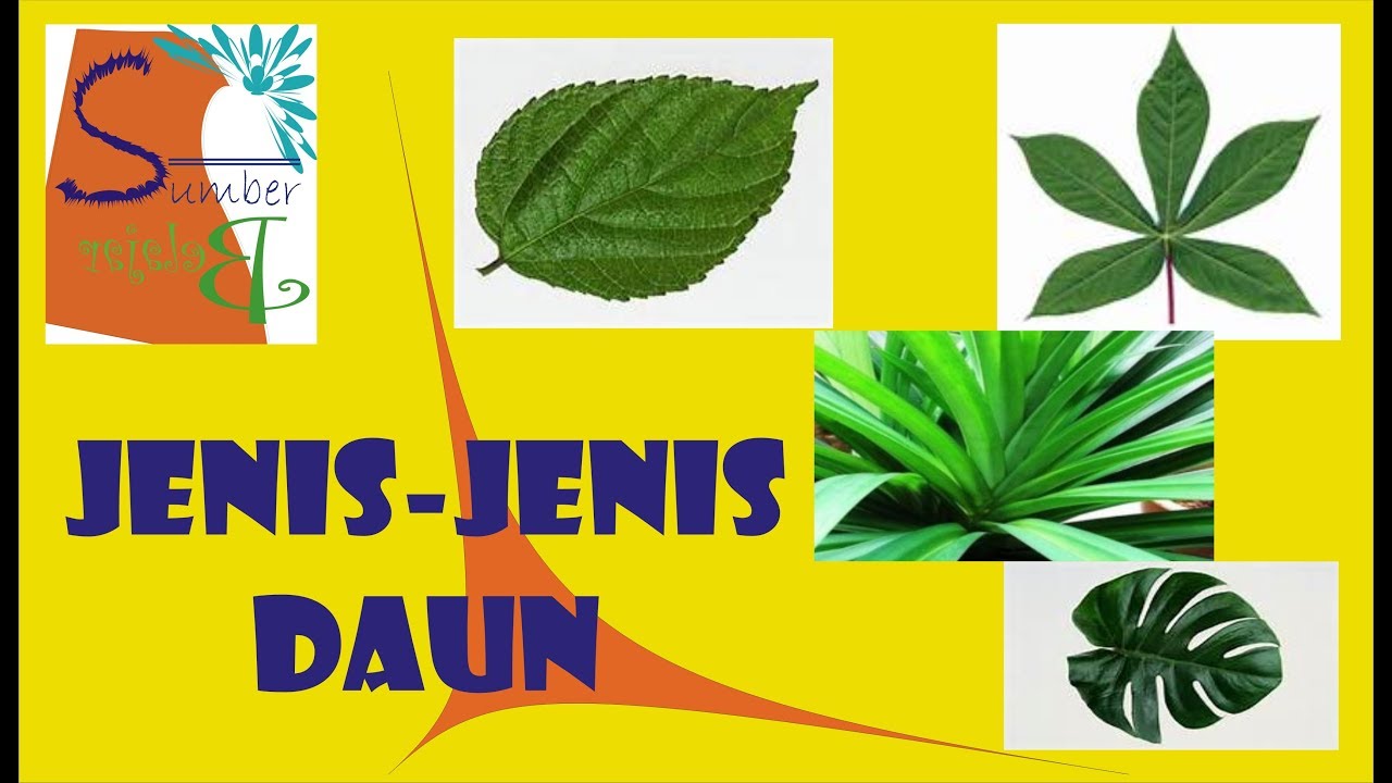 Detail Gambar Macam Macam Daun Nomer 7