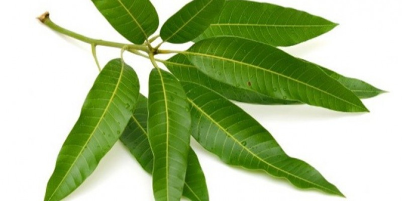 Detail Gambar Macam Macam Daun Nomer 8