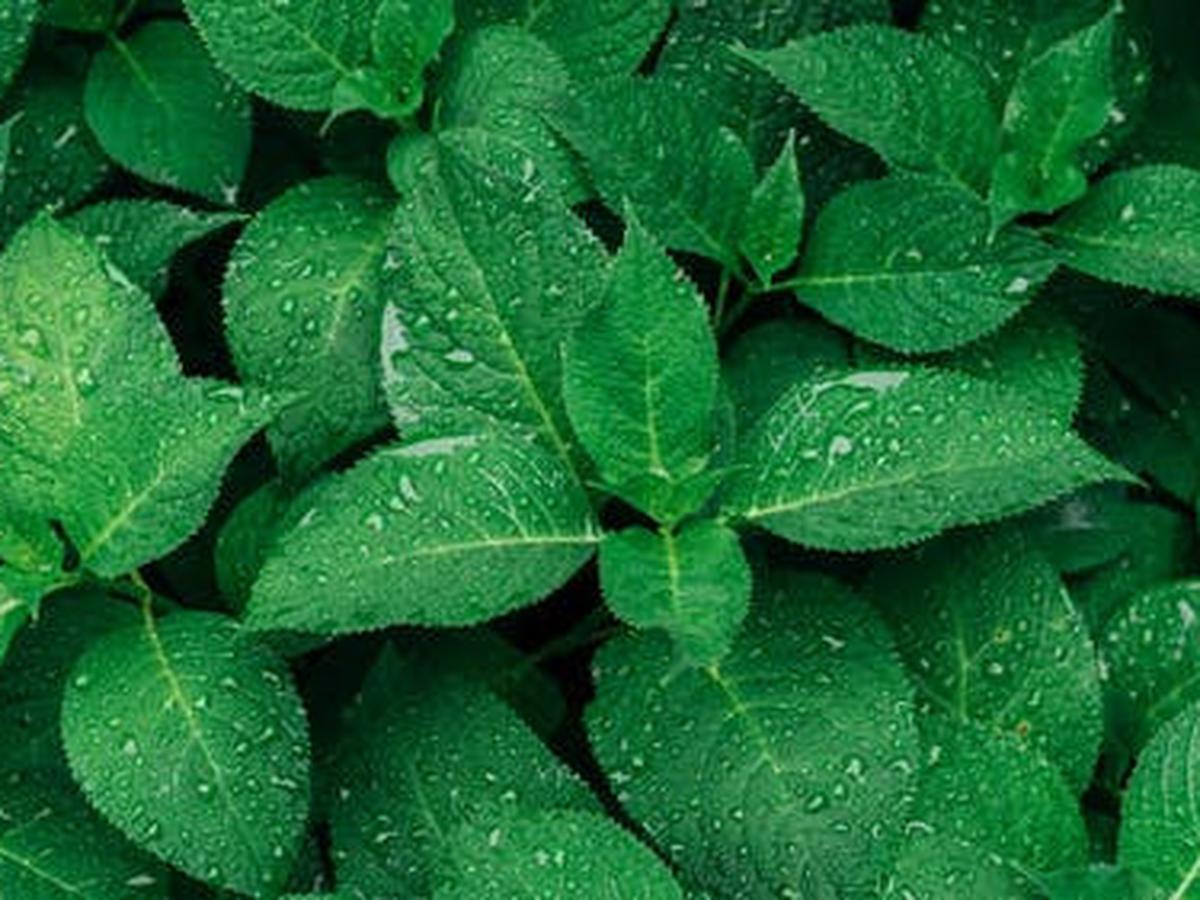 Detail Gambar Macam Macam Daun Nomer 9