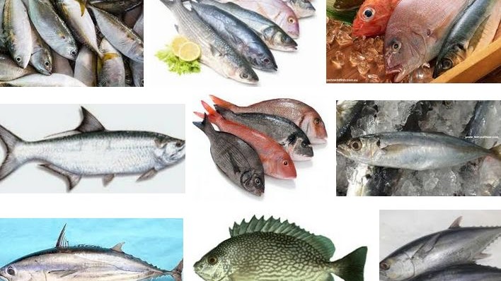 Gambar Macam Macam Ikan Laut - KibrisPDR