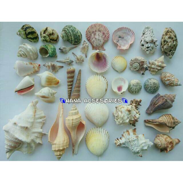 Detail Gambar Macam Macam Kerang Laut Nomer 18