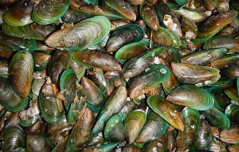 Detail Gambar Macam Macam Kerang Laut Nomer 30