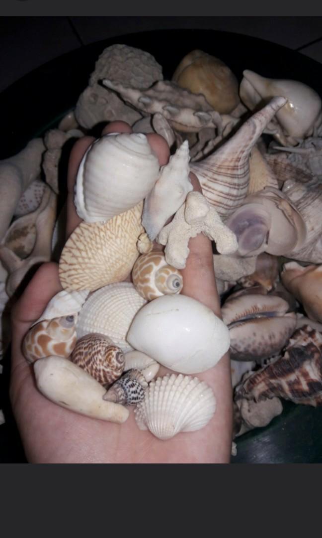 Detail Gambar Macam Macam Kerang Laut Nomer 47