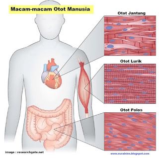 Detail Gambar Macam Macam Otot Manusia Nomer 10