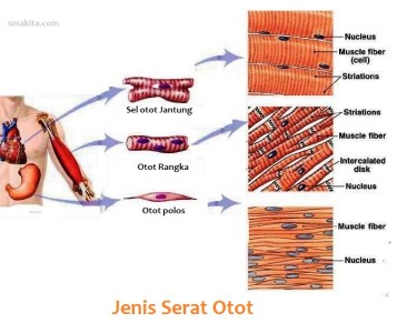 Detail Gambar Macam Macam Otot Manusia Nomer 29