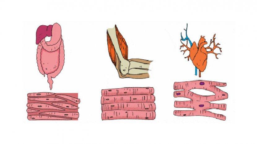 Detail Gambar Macam Macam Otot Manusia Nomer 43