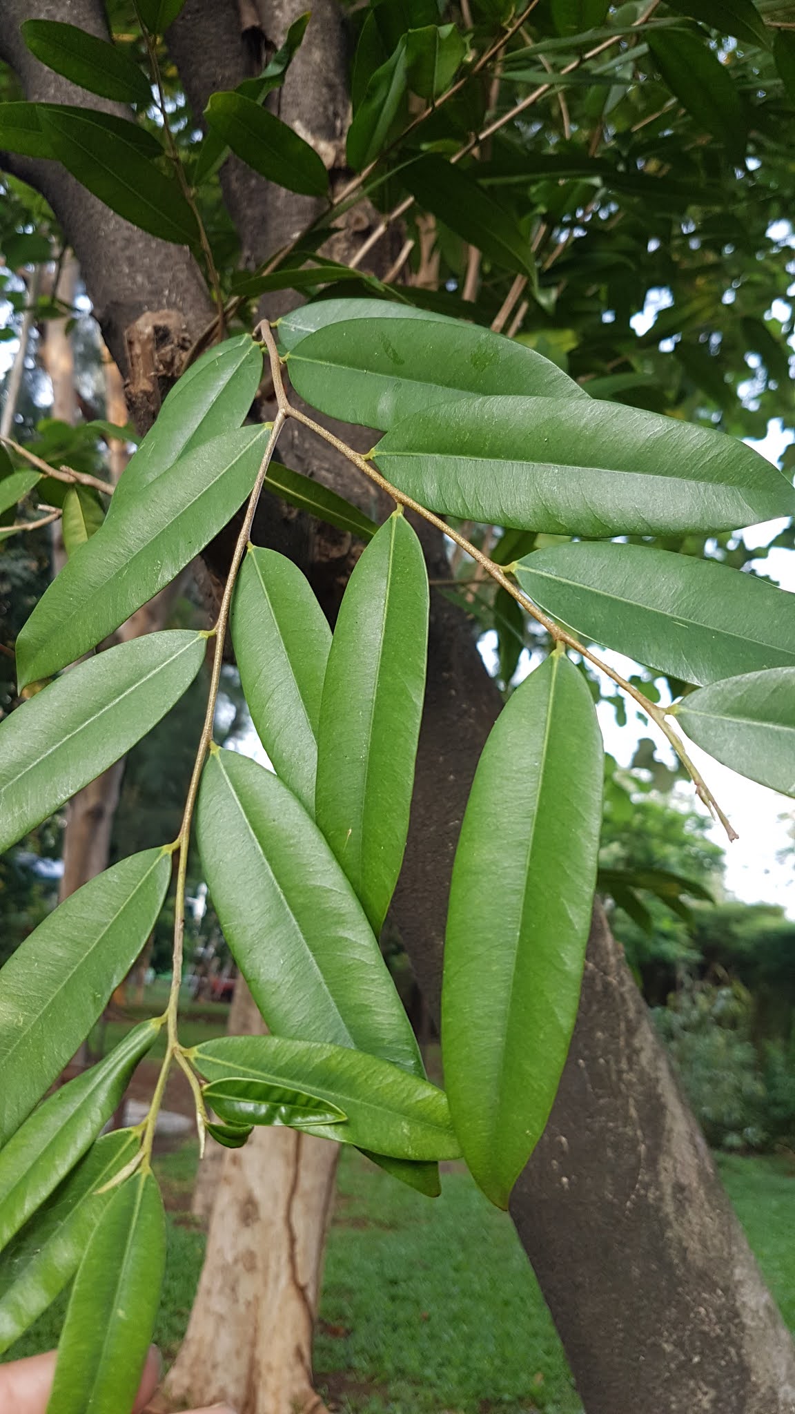 Detail Gambar Macam Macam Pohon Gaharu Nomer 15