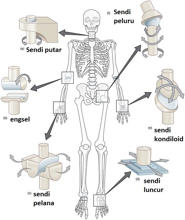 Detail Gambar Macam Macam Sendi Nomer 2